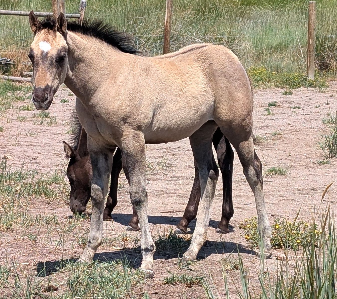 Grullo AQHA Filly
