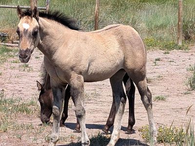Grullo AQHA Filly