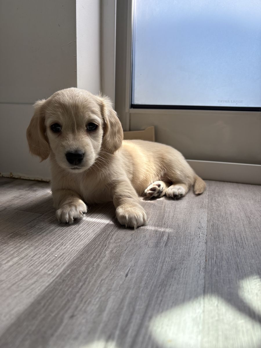 AKC Mini Cream Dachshund girl 8 weeks