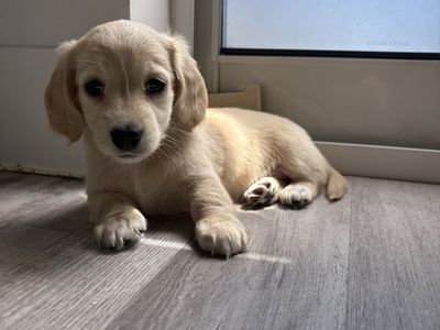 AKC Mini Cream Dachshund girl 8 weeks