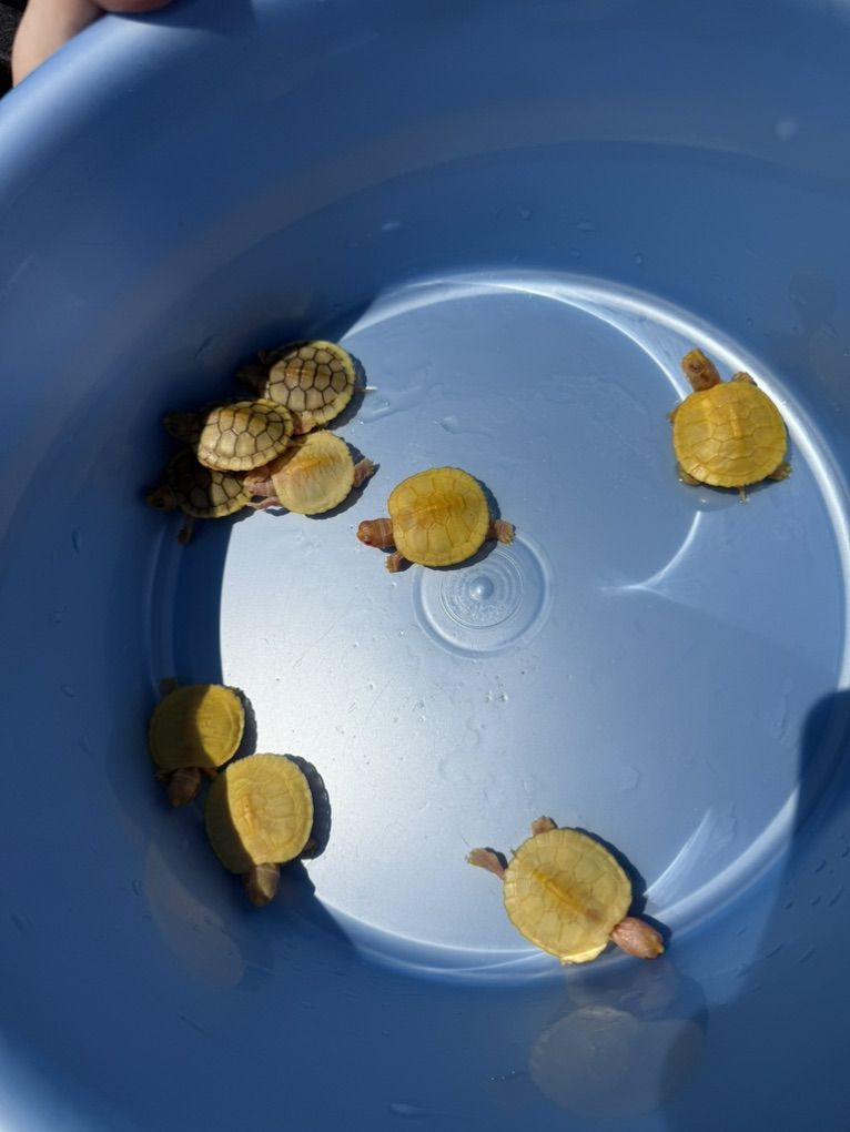 Albino And Snow,  Red Ear Slider Turtles