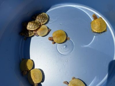 Albino And Snow, Red Ear Slider Turtles