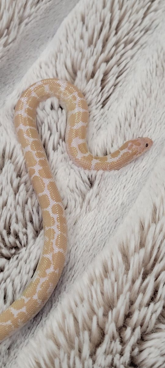 Adorable Baby Male Snow Kenyan Sand Boa