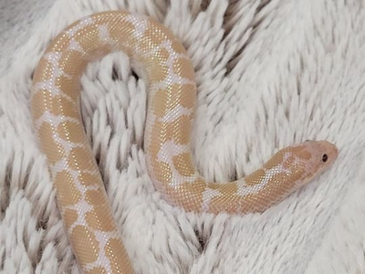 Adorable Baby Male Snow Kenyan Sand Boa