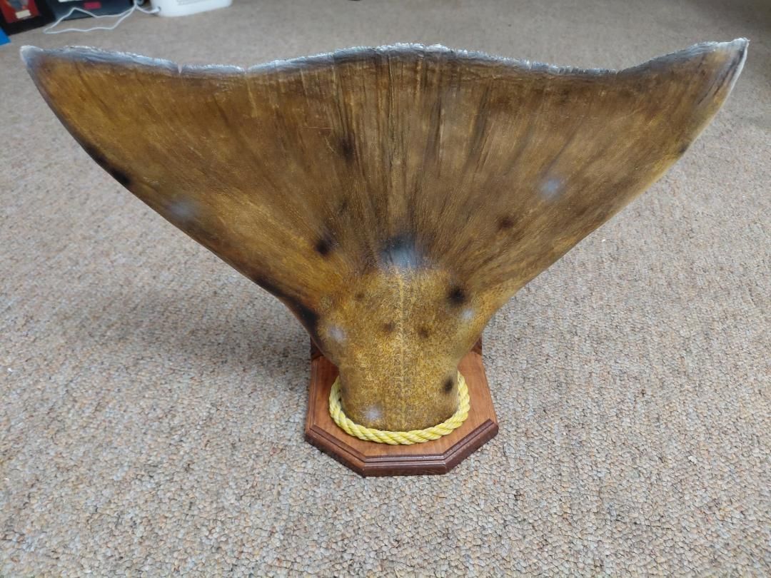 Halibut Tail 19 inches Wide 12/1/2 inches Tall Nice Mount