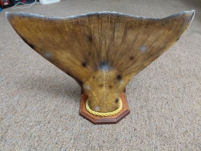 Halibut Tail 19 inches Wide 12/1/2 inches Tall Nice Mount