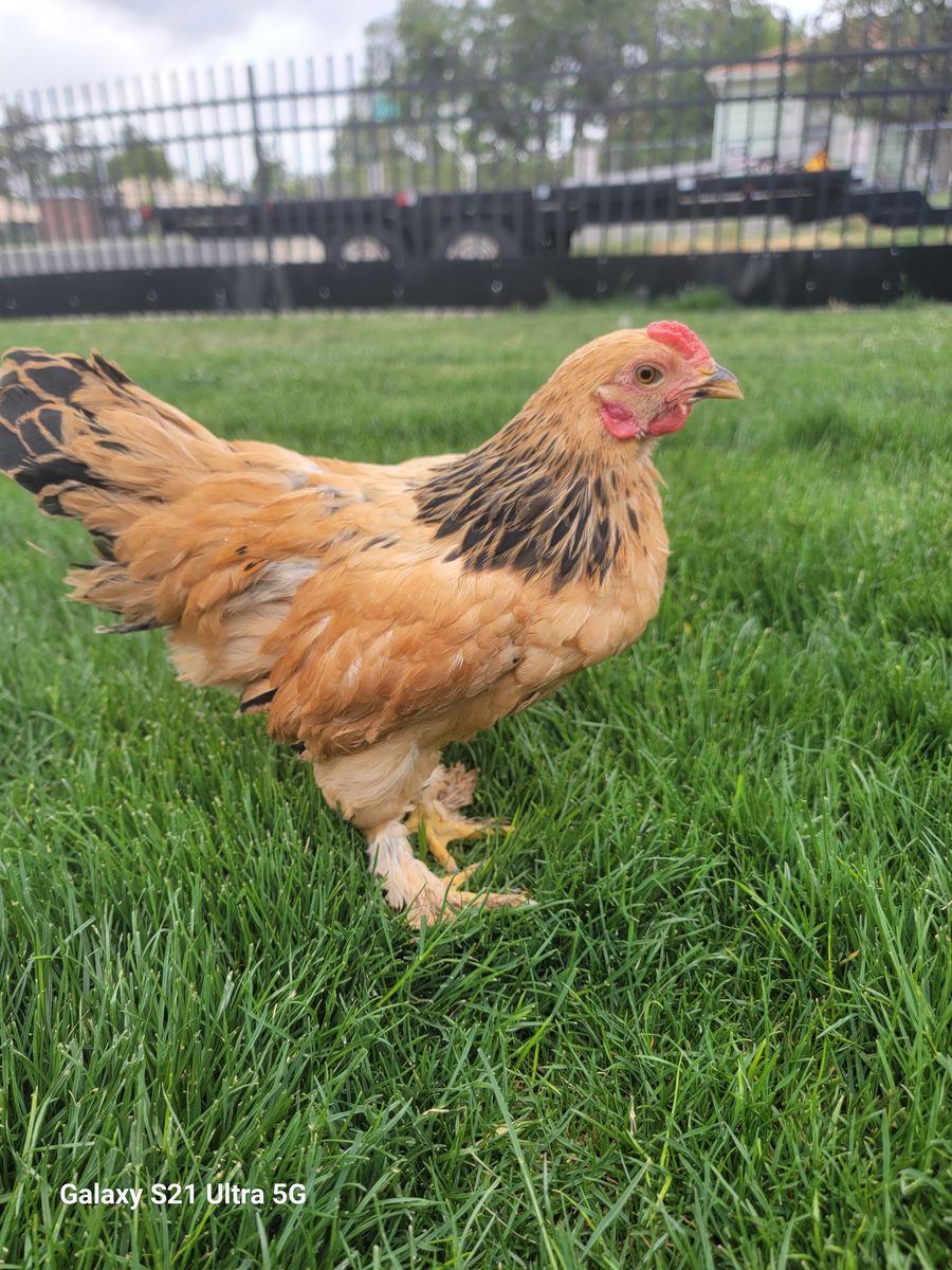 Bantam buff brahma roo