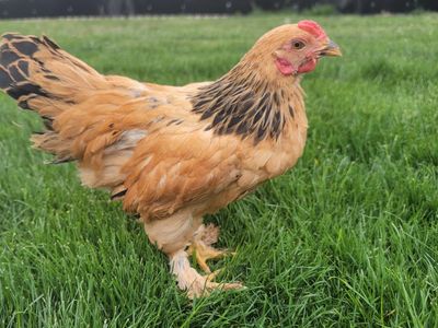 Bantam buff brahma roo