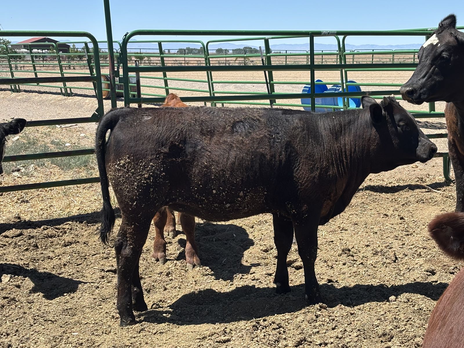 Angus/ Wagyu Akaushi Heifer