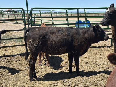 Angus/ Wagyu Akaushi Heifer