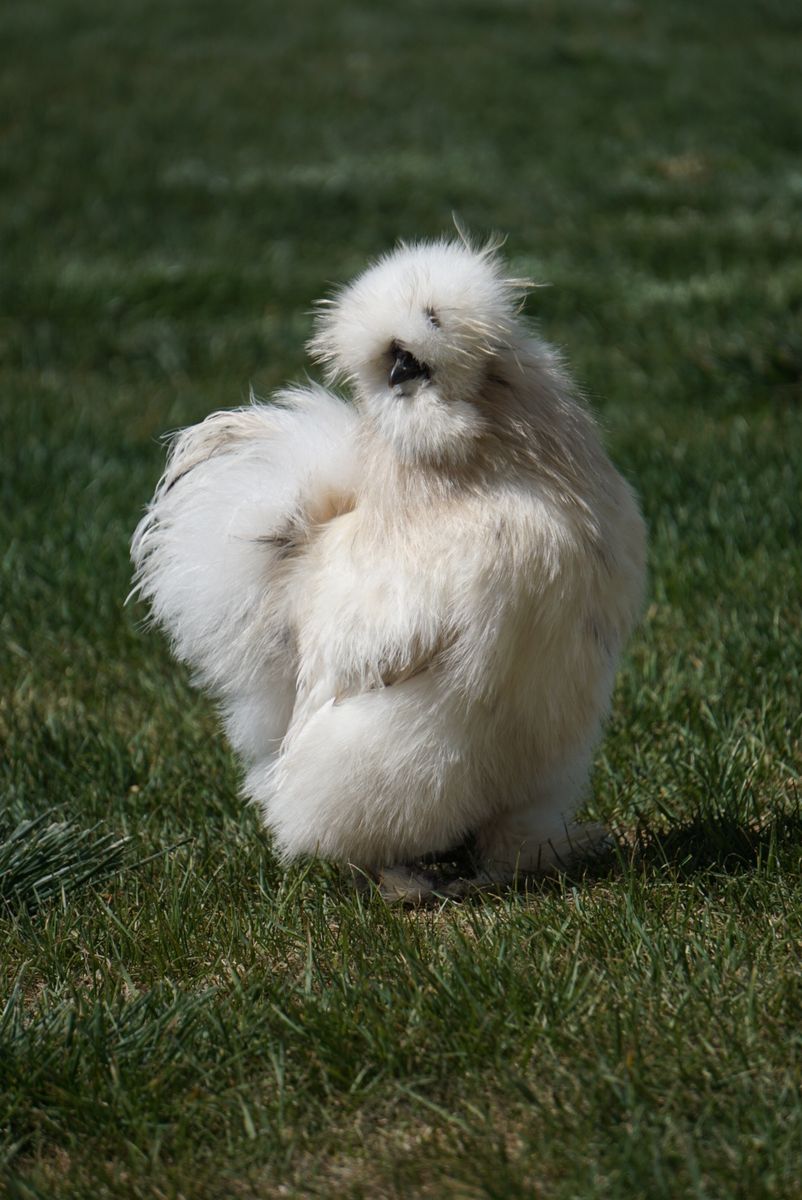 Gorgeous 6 Month Paint Silkie Cockerel