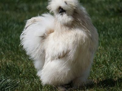 Gorgeous 6 Month Paint Silkie Cockerel