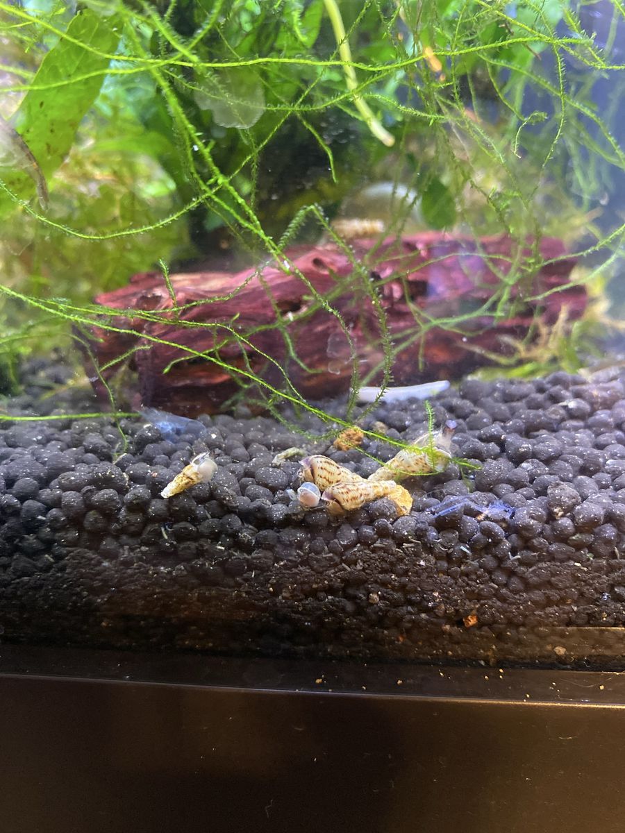 Trumpet Snails