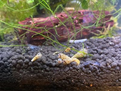 Trumpet Snails