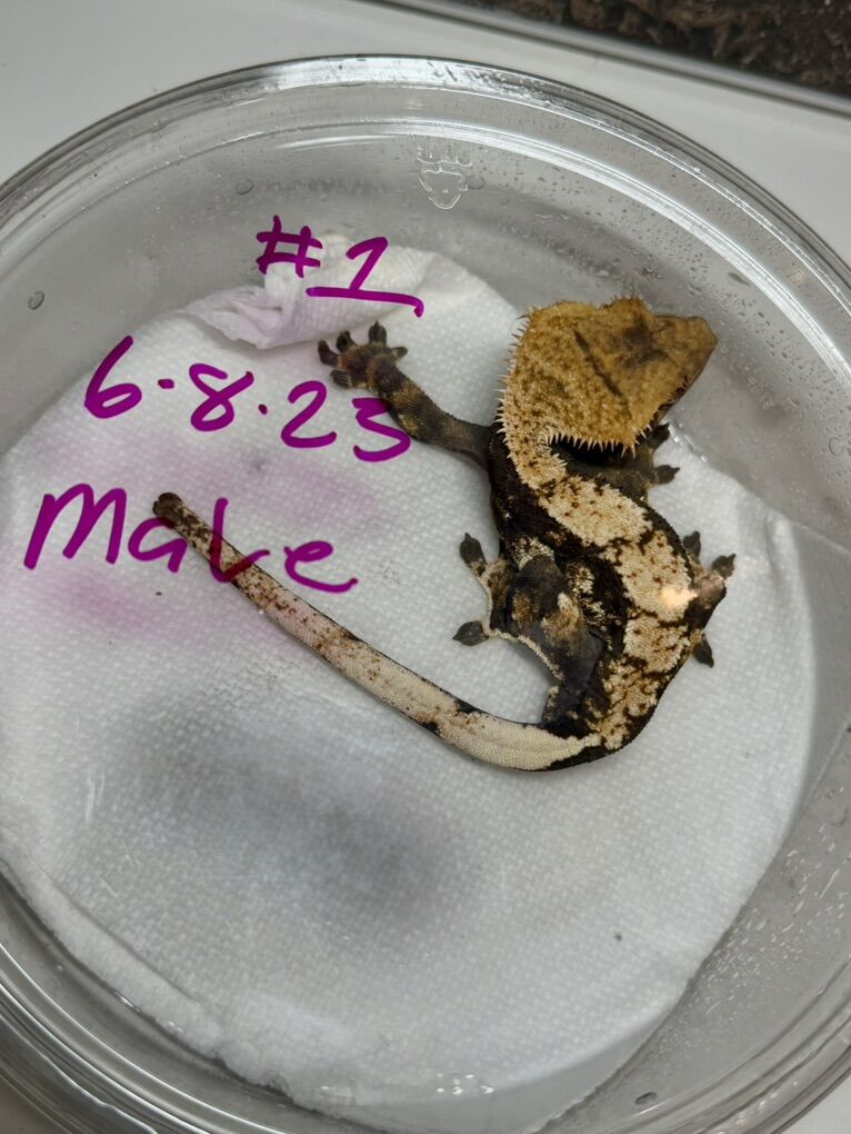 Male Crested Gecko