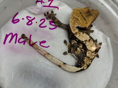 Male Crested Gecko