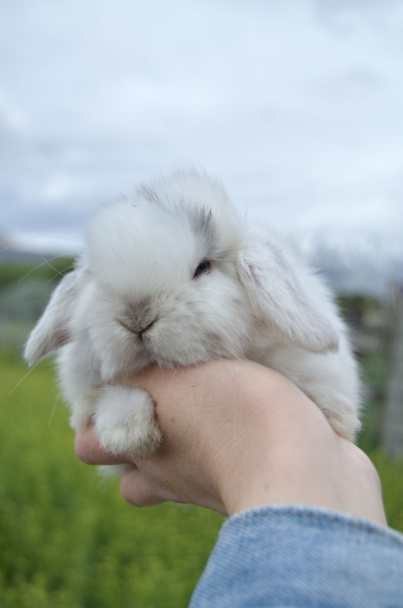 Cute Tiny Holland Lop
