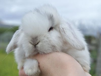 Cute Tiny Holland Lop