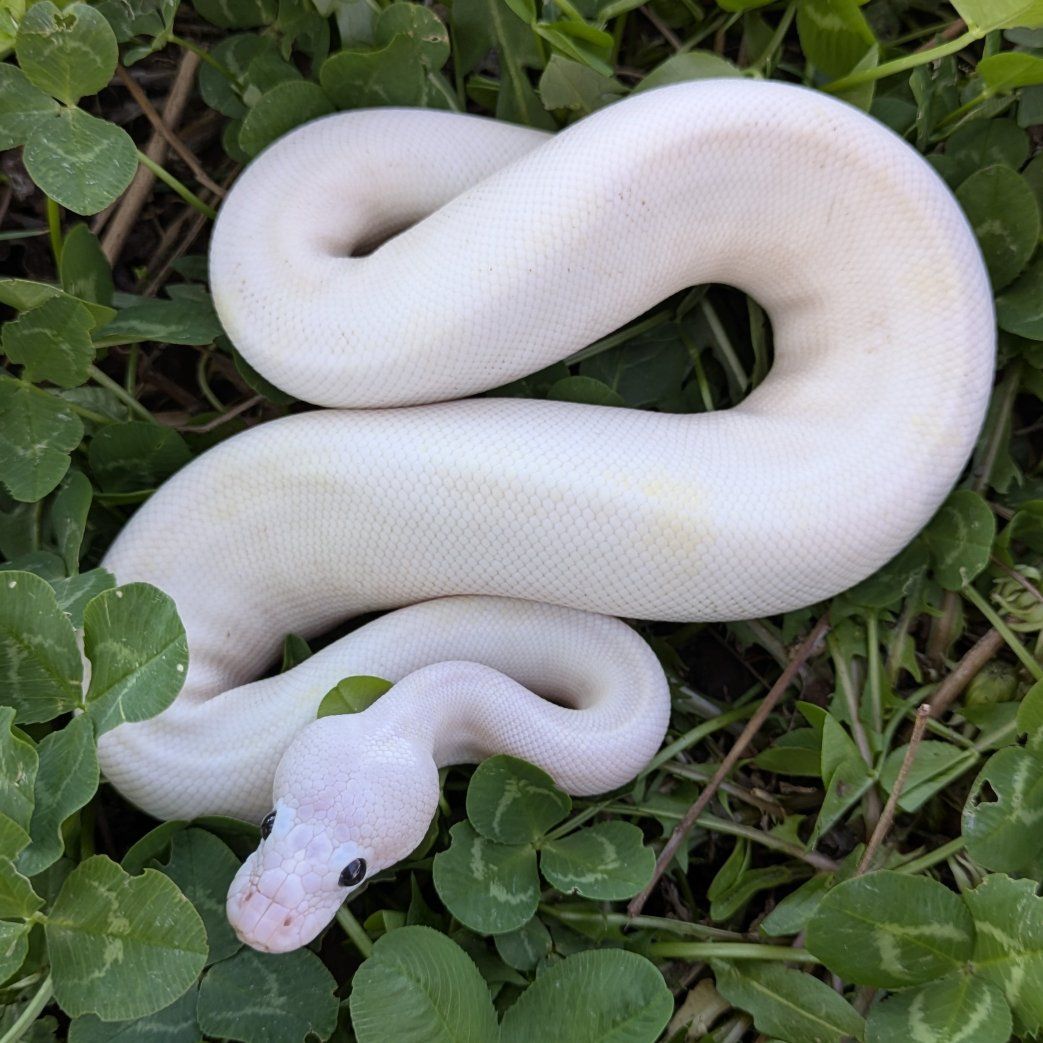 2025 Male Super Fire Pastel Ball Python
