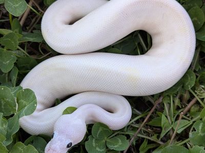 2025 Male Super Fire Pastel Ball Python