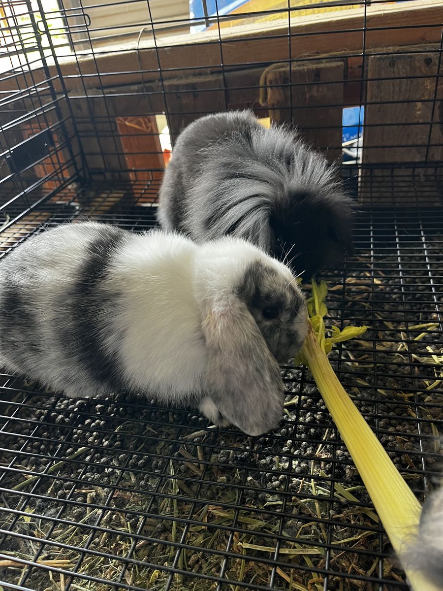 Lop-Ear Bunnies