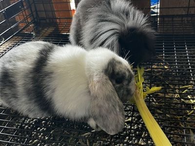 Lop-Ear Bunnies