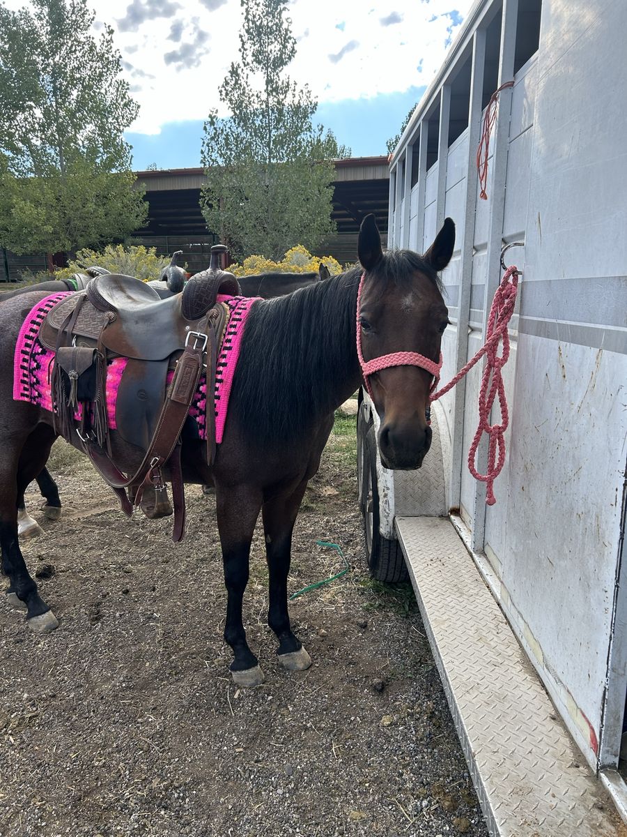 2020 AQHA mare
