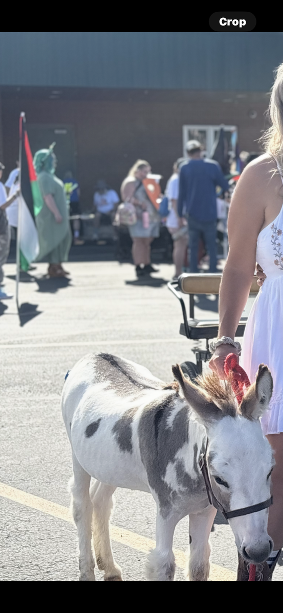 Donkey Jack Micro Mini