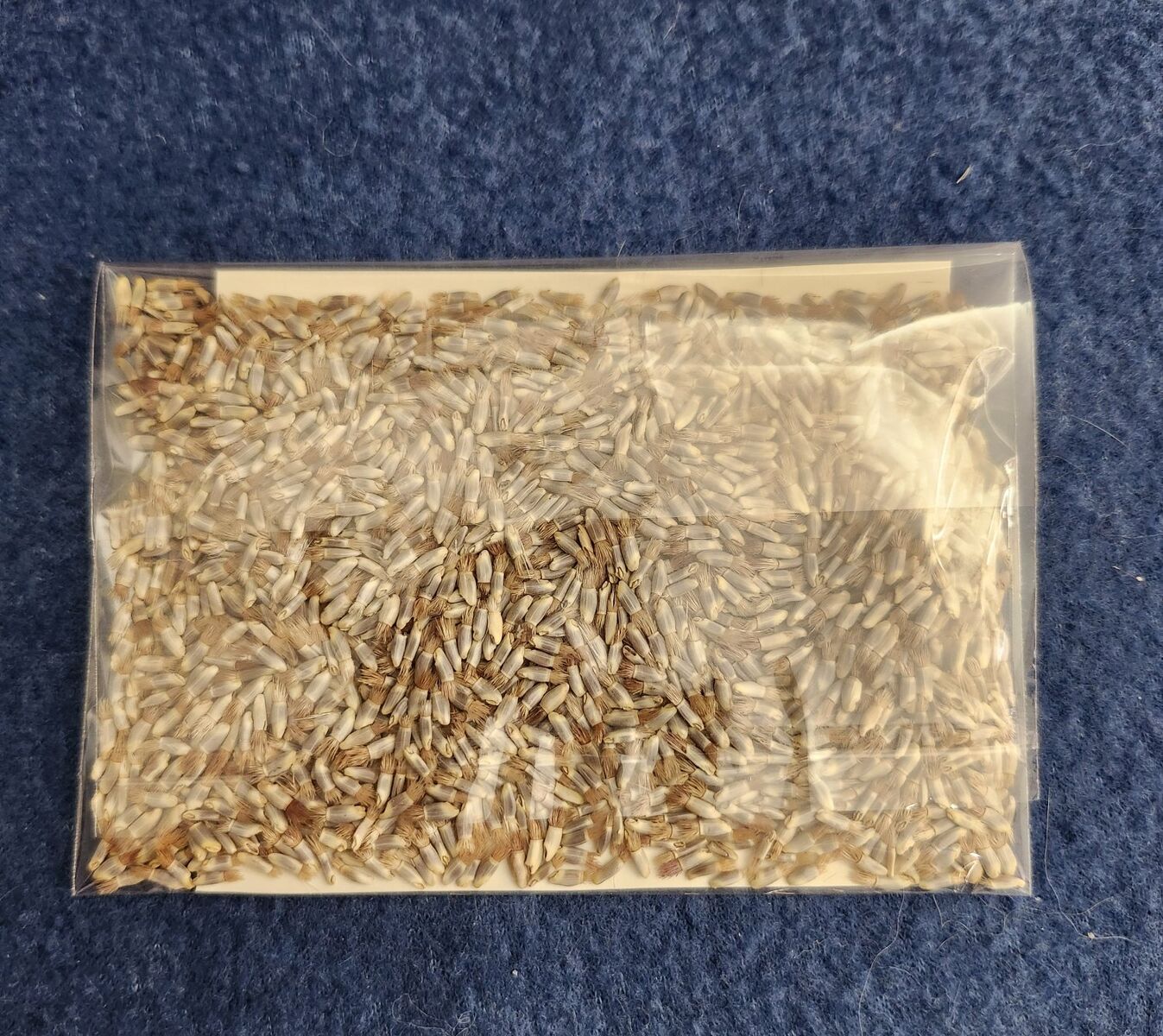 Blue Cornflower Bachelor Button 150-250 Seeds