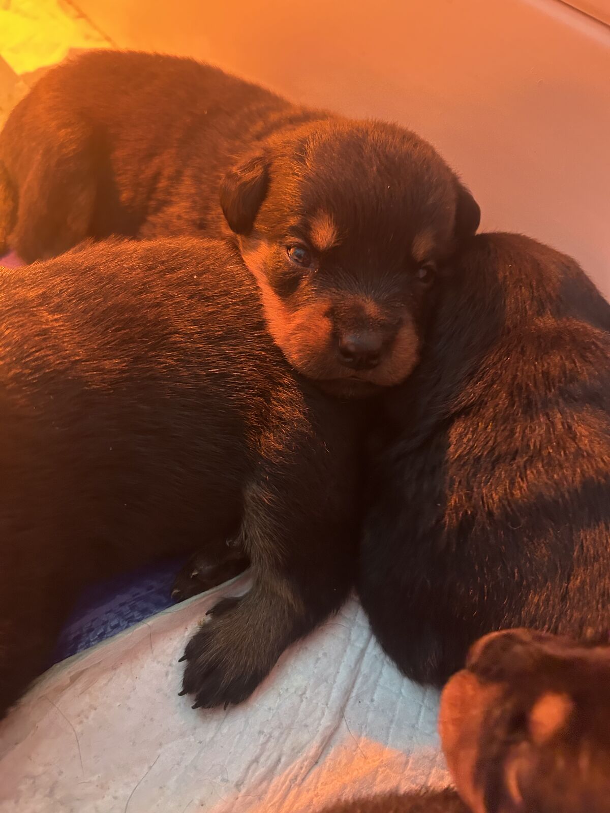 AKC ROTTWEILER PUPPIES