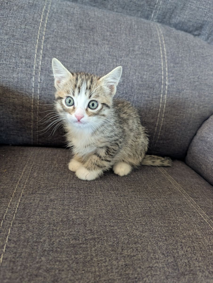 Beautiful Kittens