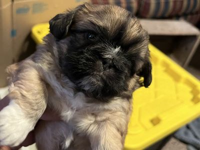 Pekingese Shih Tzu puppies