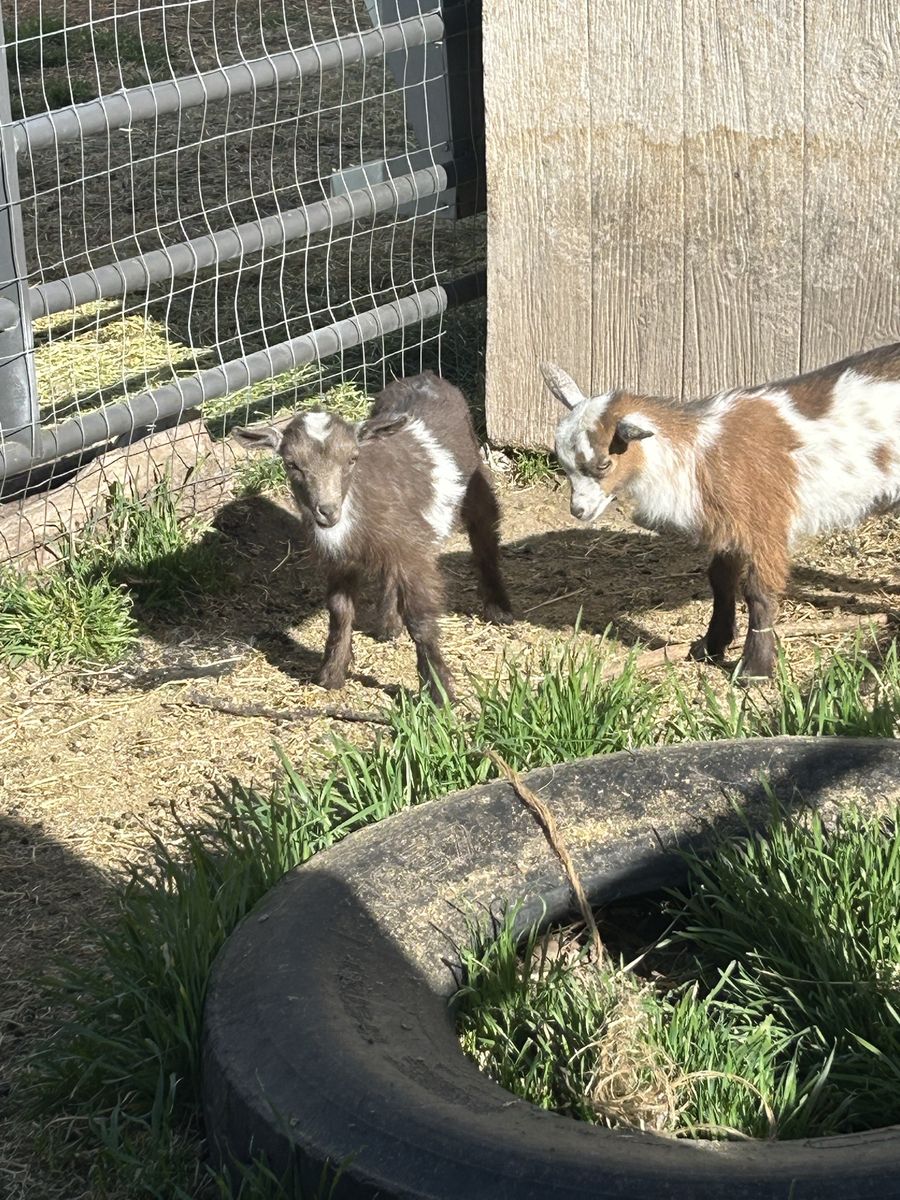 Nigerian Dwarf Bucklings