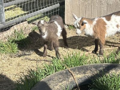 Nigerian Dwarf Bucklings