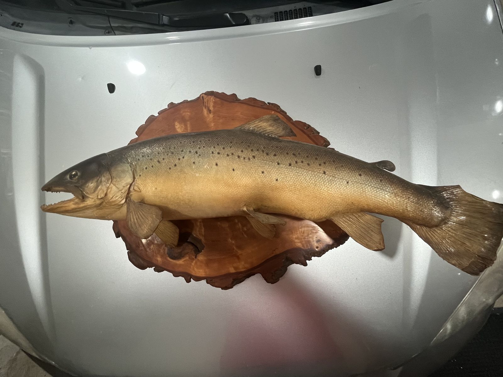 27" Brown Trout Real Skin Taxidermy