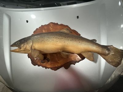27" Brown Trout Real Skin Taxidermy