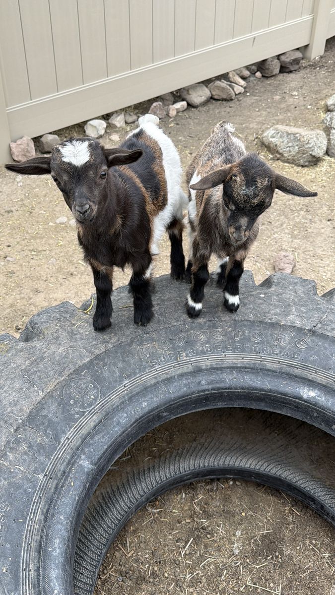 Baby goats