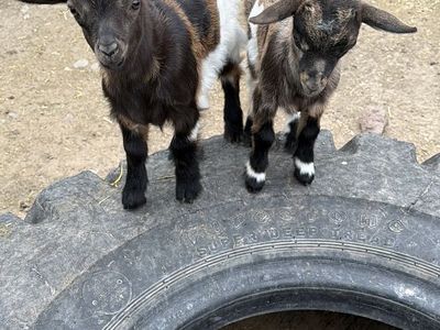 Baby goats