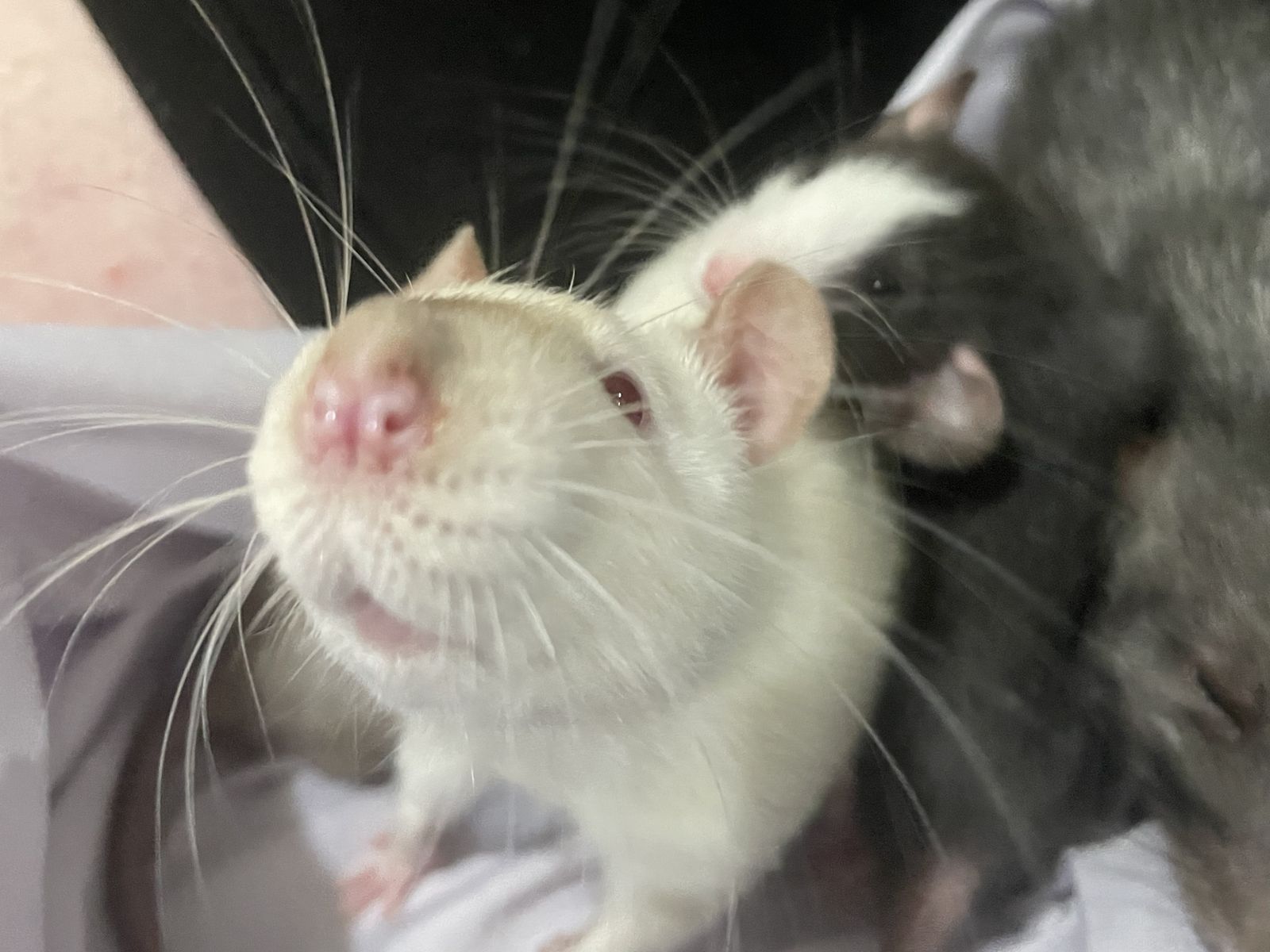 Male pet rat
