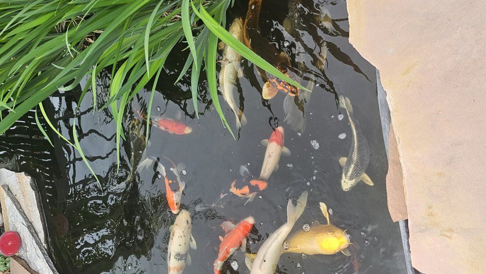 japanese koi fish