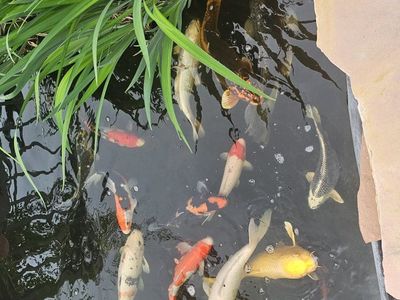 japanese koi fish