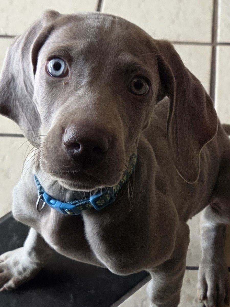 Purebred Weimaraner female