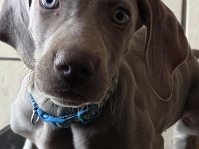 Purebred Weimaraner female