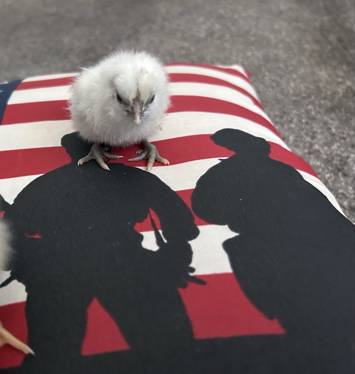 Zombie Hatching Eggs