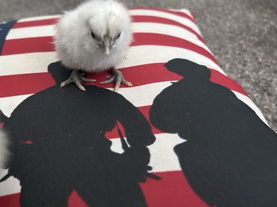 Zombie Hatching Eggs