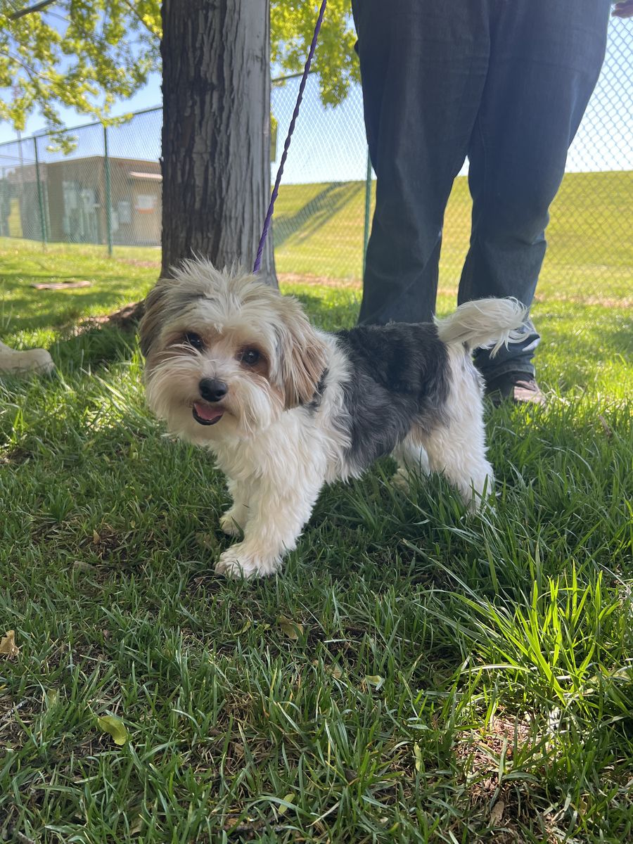 3 year old Parti Yorkie