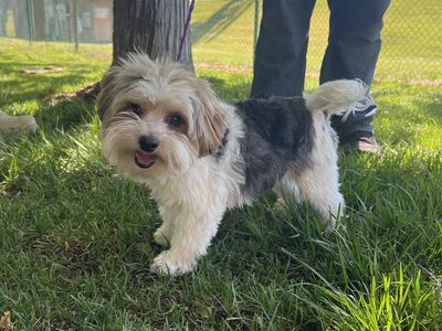 3 year old Parti Yorkie