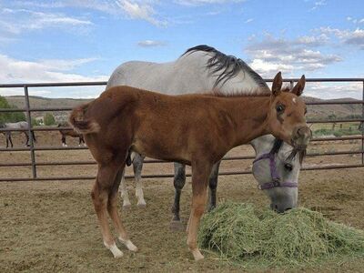 son of PCR PINK CADILLAC