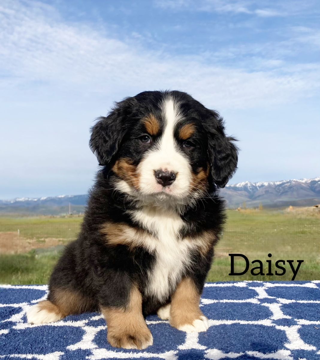 Champion Lined Bernese Mountain Dog Puppies