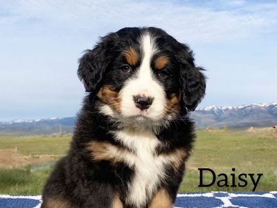 Champion Lined Bernese Mountain Dog Puppies